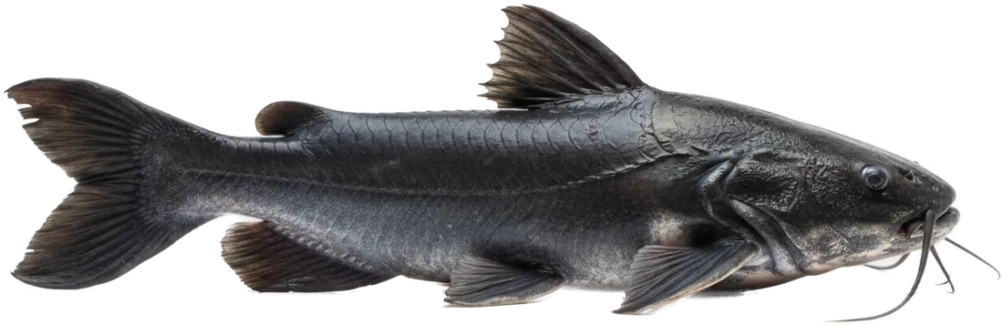 Ripsaw Catfish (Megalodoras uranoscopus)