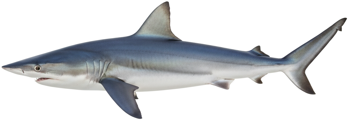 Shortfin Mako Shark