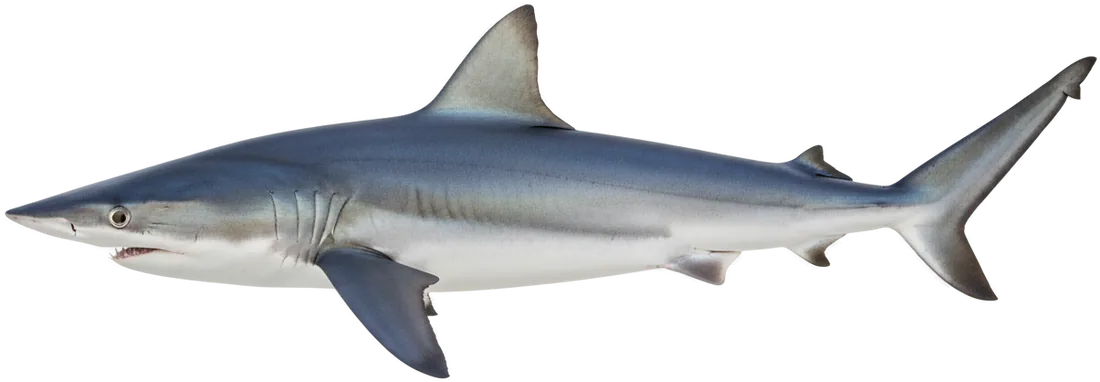 Shortfin Mako Shark (Isurus oxyrinchus)