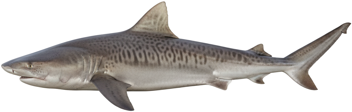 Tiger Shark