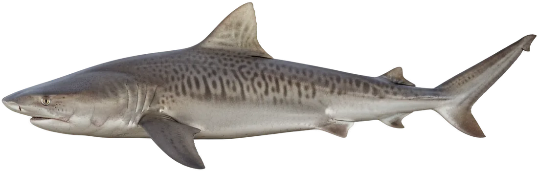Tiger Shark (Galeocerdo cuvier)