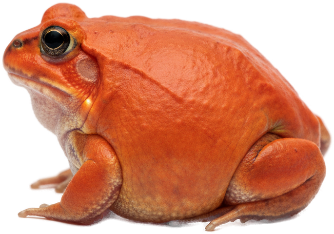 Tomato Frog