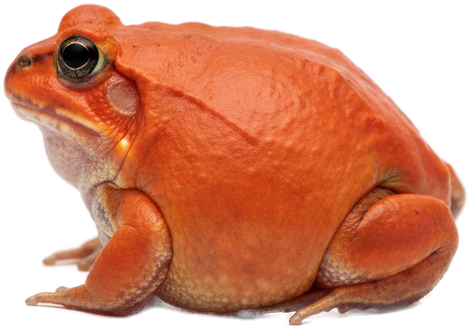 Tomato Frog (Dyscophus antongilii)