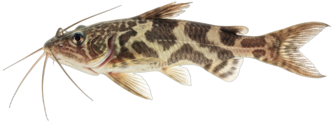 Upside-down Catfish