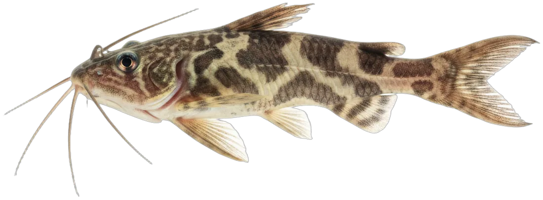 Upside-down Catfish (Synodontis nigriventris)