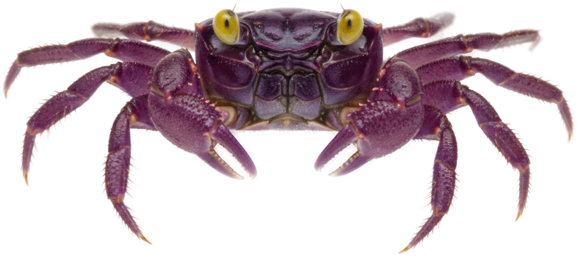 Vampire Crab