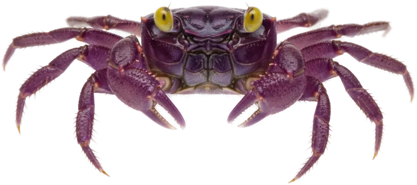 Vampire Crab (Geosesarma dennerle)
