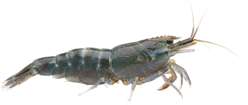 Vampire Shrimp
