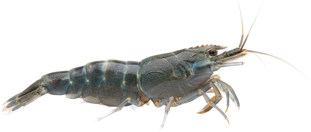 Vampire Shrimp (Atya gabonensis)