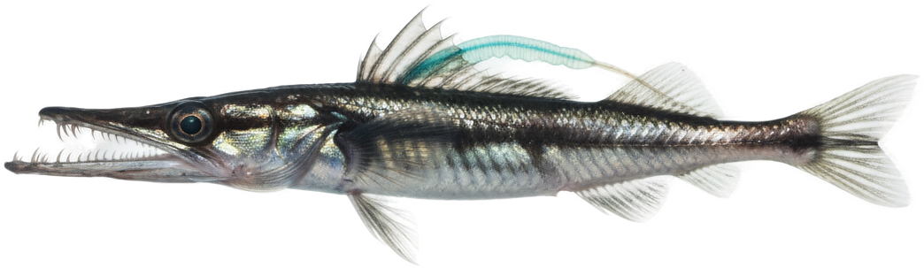 Viperfish