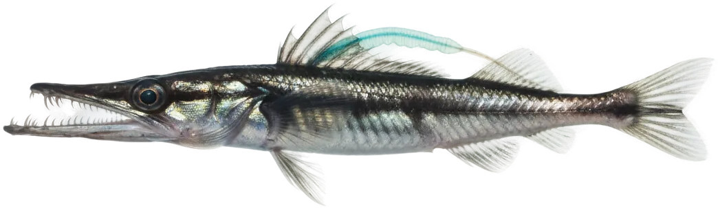 Viperfish (Chauliodus species)