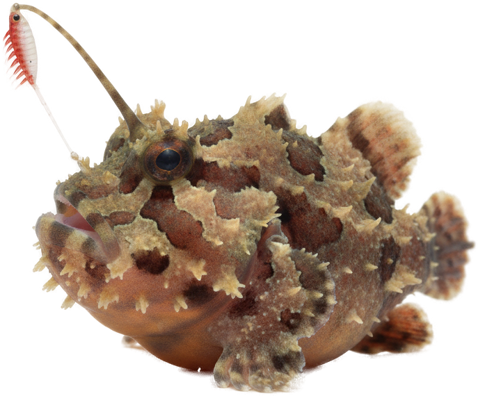 Warty Frogfish