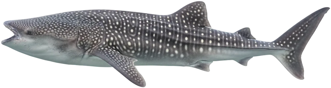 Whale Shark (Rhincodon typus)