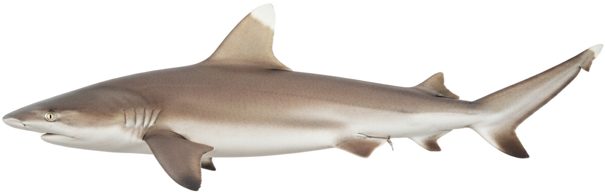 Whitetip Reef Shark