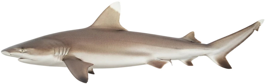 Whitetip Reef Shark (Triaenodon obesus)
